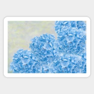 Blue Hydrangea Flowers Sticker